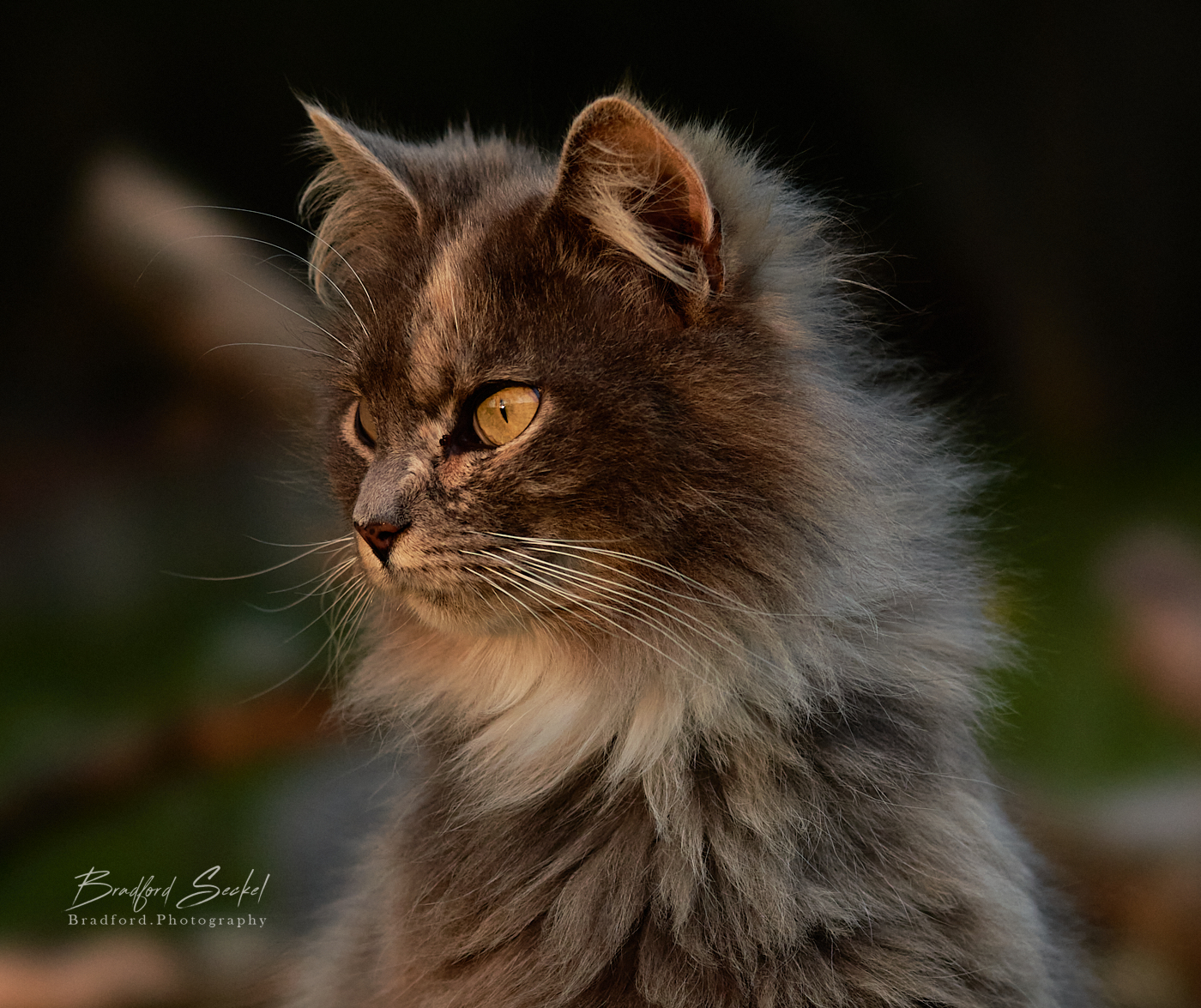 Pet portrait by Bradford Photography